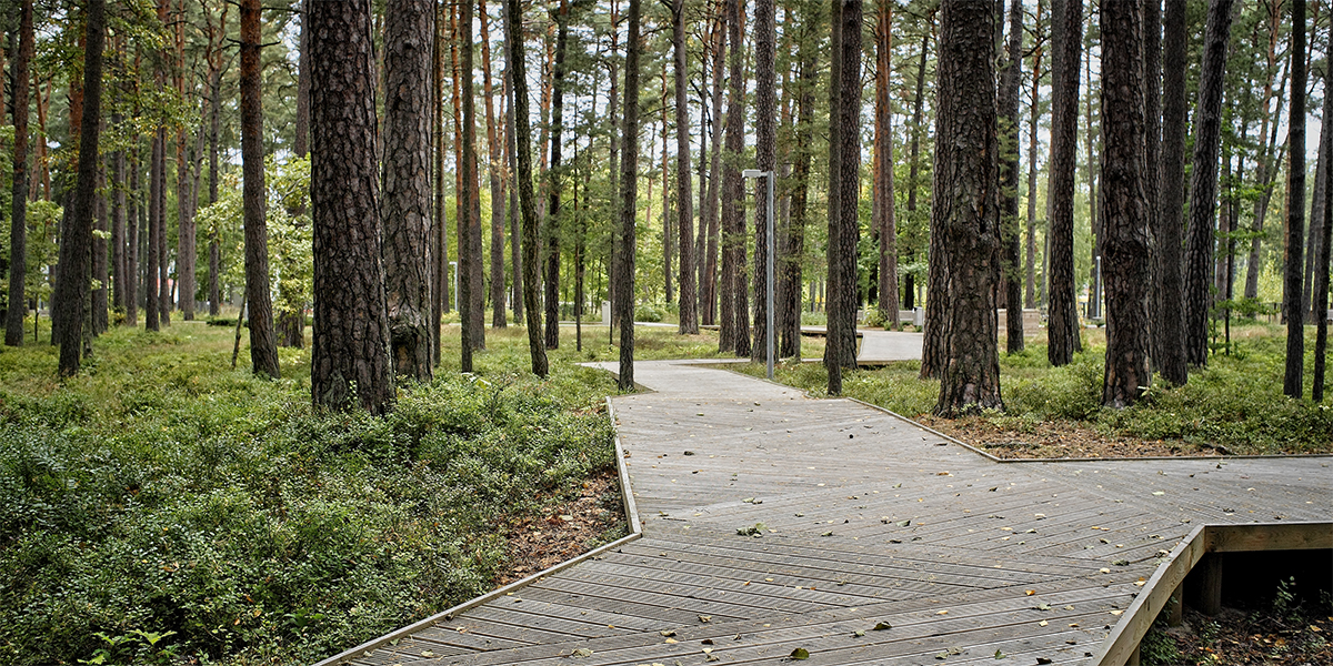 Облик парка. Лесной парк Дзинтари в Юрмале. Дзинтари Форест парк. Дзинтари Лесной парк проект. Парк «Лесной массив на улице Максимова».